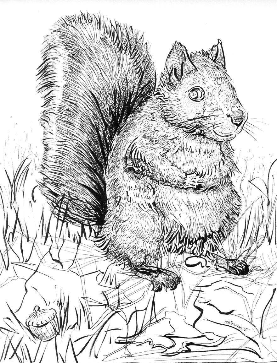 I Make Drawings Of Squirrels When I’m Not Photographing Them I Make Drawings Of Squirrels When I’m Not Photographing Them