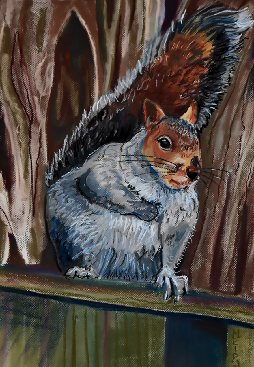 I Make Drawings Of Squirrels When I’m Not Photographing Them I Make Drawings Of Squirrels When I’m Not Photographing Them