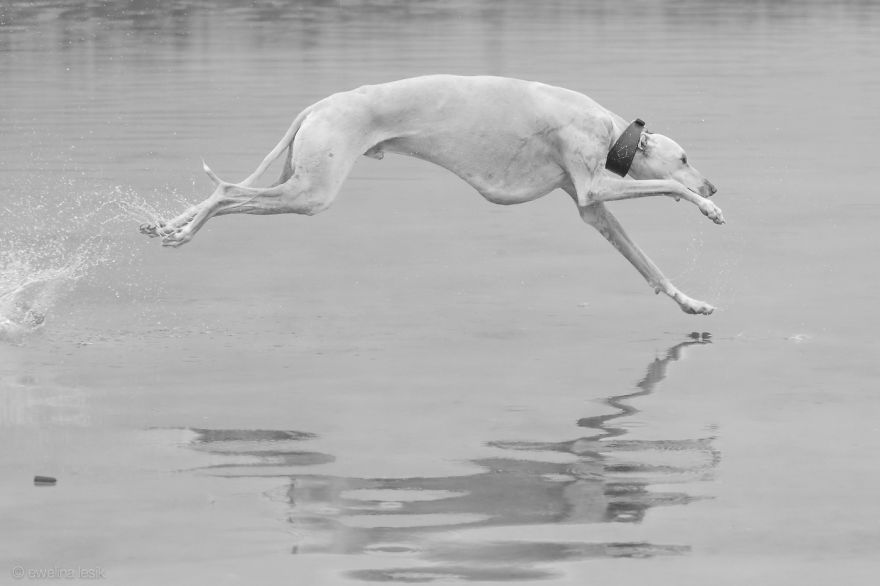 Greyhounds Through My Lens Greyhounds Through My Lens