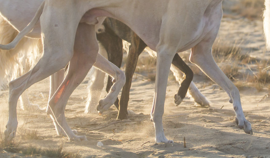 Greyhounds Through My Lens Greyhounds Through My Lens