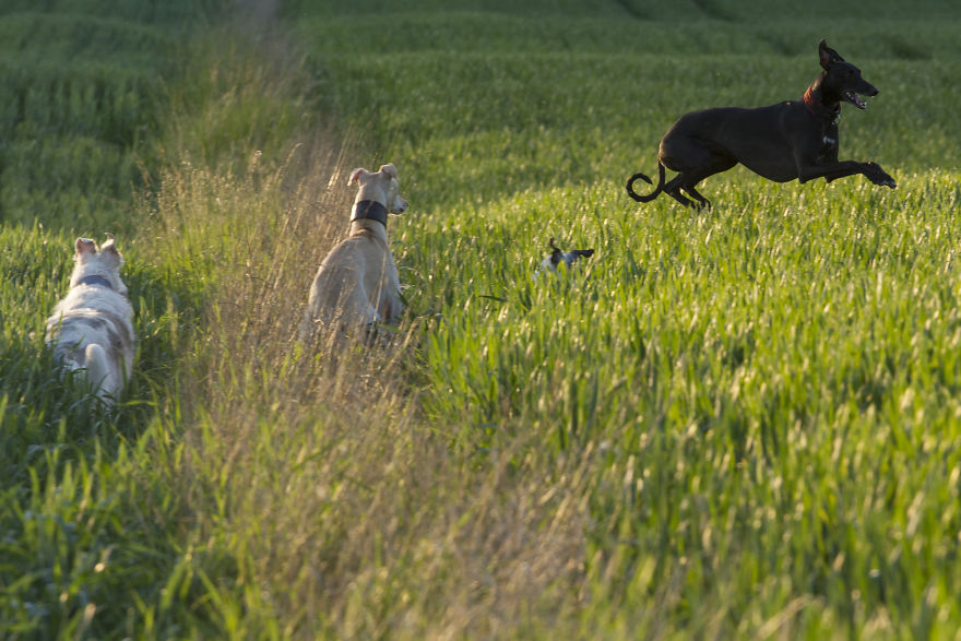 Greyhounds Through My Lens Greyhounds Through My Lens