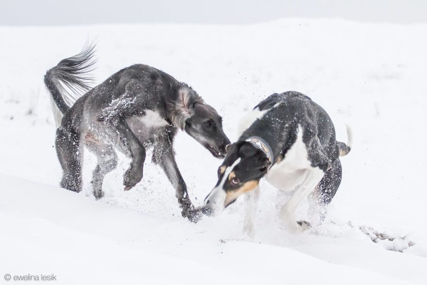 Greyhounds Through My Lens Greyhounds Through My Lens