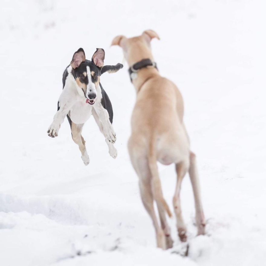 Greyhounds Through My Lens Greyhounds Through My Lens