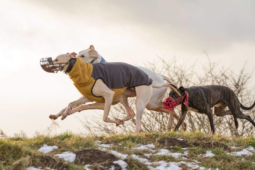 Greyhounds Through My Lens Greyhounds Through My Lens