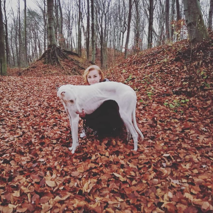 Greyhounds Through My Lens Greyhounds Through My Lens