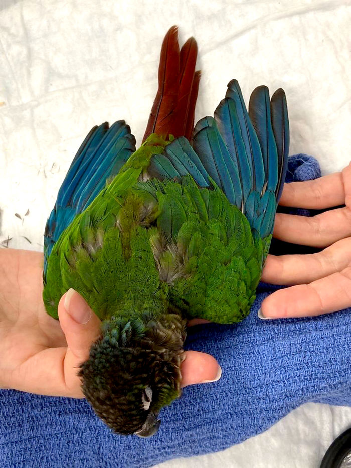 Vet Gives Parrot New Wings After Someone Severely Trims Them Vet Gives Parrot New Wings After Someone Severely Trims Them