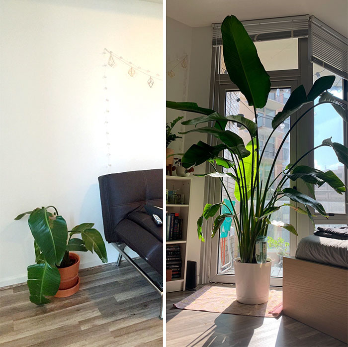 These 30 Amazing Comebacks Made By Plants Are Oddly Inspirational These 30 Amazing Comebacks Made By Plants Are Oddly Inspirational