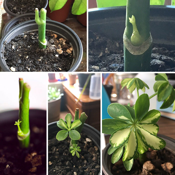 These 30 Amazing Comebacks Made By Plants Are Oddly Inspirational These 30 Amazing Comebacks Made By Plants Are Oddly Inspirational