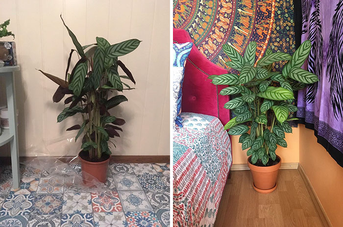 These 30 Amazing Comebacks Made By Plants Are Oddly Inspirational These 30 Amazing Comebacks Made By Plants Are Oddly Inspirational