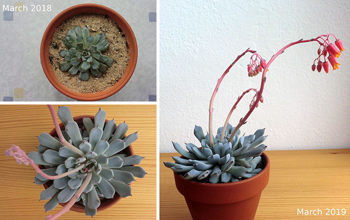 These 30 Amazing Comebacks Made By Plants Are Oddly Inspirational These 30 Amazing Comebacks Made By Plants Are Oddly Inspirational