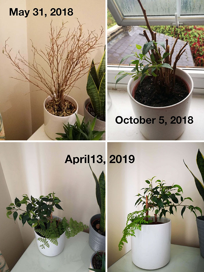 These 30 Amazing Comebacks Made By Plants Are Oddly Inspirational These 30 Amazing Comebacks Made By Plants Are Oddly Inspirational