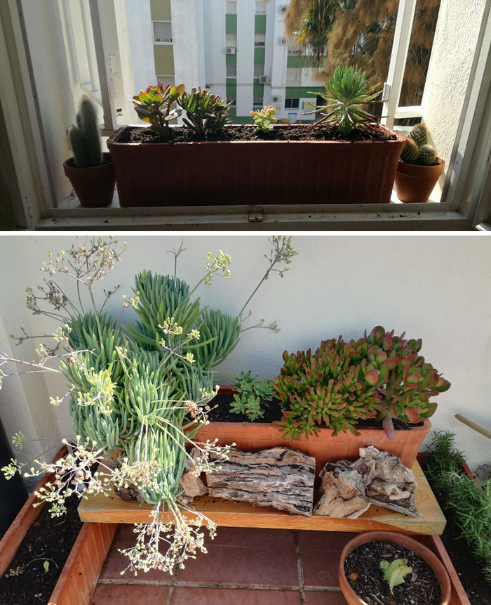 These 30 Amazing Comebacks Made By Plants Are Oddly Inspirational These 30 Amazing Comebacks Made By Plants Are Oddly Inspirational