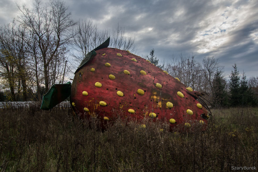 I Found A Large Abandoned Strawberry In Poland I Found A Large Abandoned Strawberry In Poland