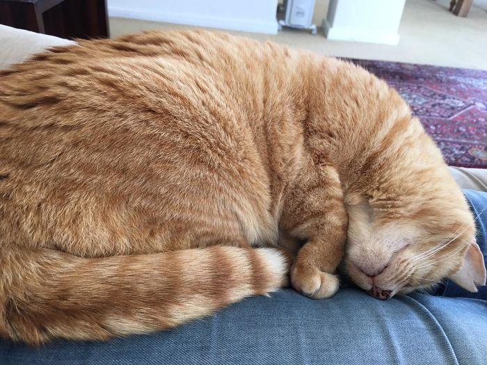 We Took In A Rescued Feral Cat, Now My Wife Takes Photos Of Her Sleeping Every Day We Took In A Rescued Feral Cat, Now My Wife Takes Photos Of Her Sleeping Every Day