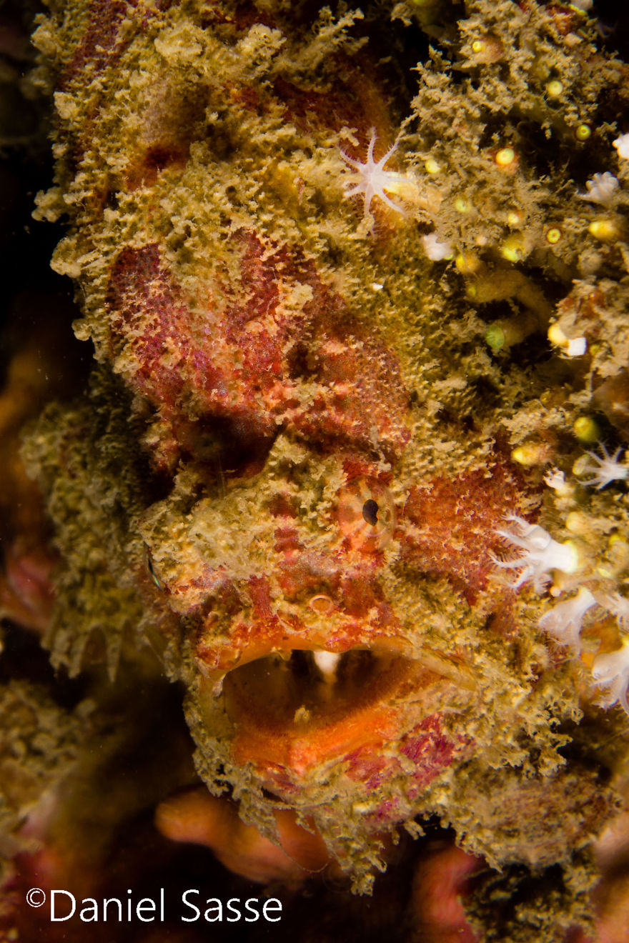 I Spent Hours Scuba Diving And Photographing Frogfish Which Are Really Hard To Find Due To Their Perfect Camouflage I Spent Hours Scuba Diving And Photographing Frogfish Which Are Really Hard To Find Due To Their Perfect Camouflage