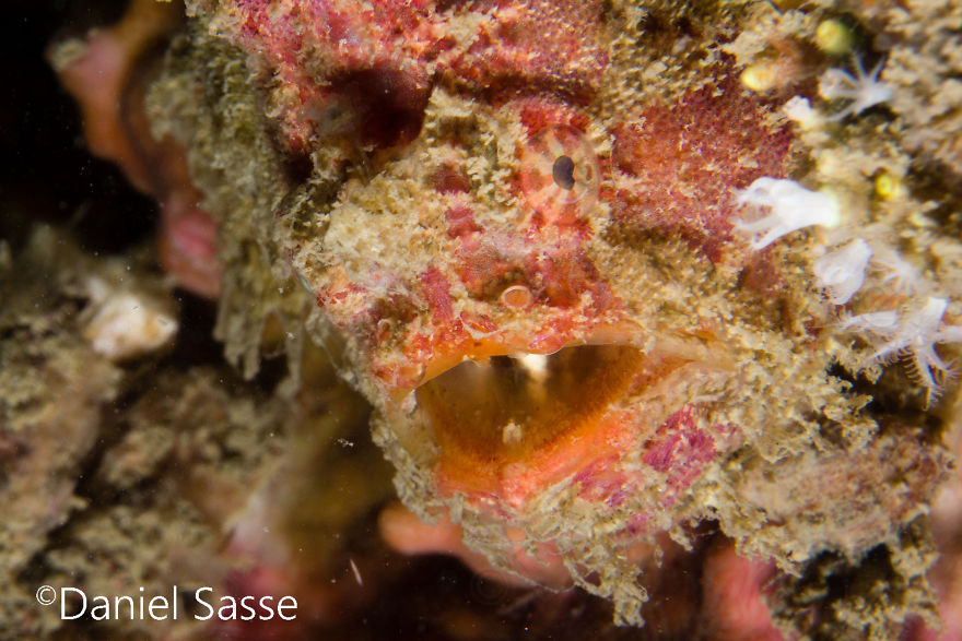 I Spent Hours Scuba Diving And Photographing Frogfish Which Are Really Hard To Find Due To Their Perfect Camouflage I Spent Hours Scuba Diving And Photographing Frogfish Which Are Really Hard To Find Due To Their Perfect Camouflage