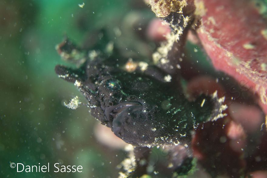 I Spent Hours Scuba Diving And Photographing Frogfish Which Are Really Hard To Find Due To Their Perfect Camouflage I Spent Hours Scuba Diving And Photographing Frogfish Which Are Really Hard To Find Due To Their Perfect Camouflage