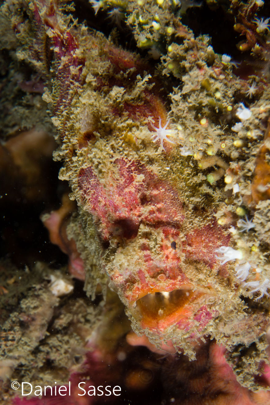 I Spent Hours Scuba Diving And Photographing Frogfish Which Are Really Hard To Find Due To Their Perfect Camouflage I Spent Hours Scuba Diving And Photographing Frogfish Which Are Really Hard To Find Due To Their Perfect Camouflage
