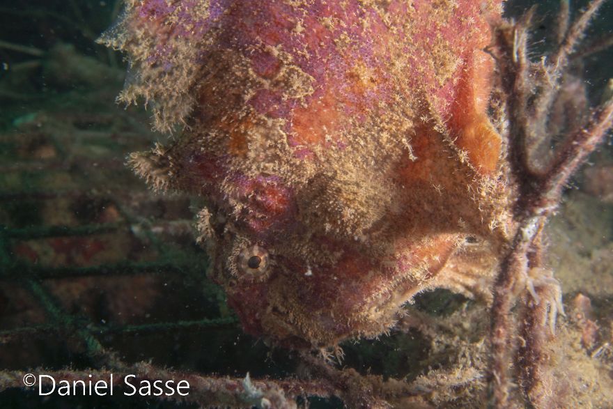I Spent Hours Scuba Diving And Photographing Frogfish Which Are Really Hard To Find Due To Their Perfect Camouflage I Spent Hours Scuba Diving And Photographing Frogfish Which Are Really Hard To Find Due To Their Perfect Camouflage