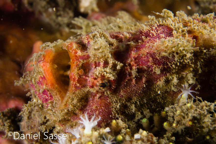 I Spent Hours Scuba Diving And Photographing Frogfish Which Are Really Hard To Find Due To Their Perfect Camouflage I Spent Hours Scuba Diving And Photographing Frogfish Which Are Really Hard To Find Due To Their Perfect Camouflage
