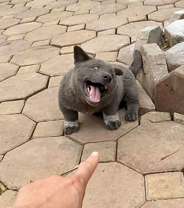 Here Is a Dog That Looks Like a Cat and a Cat That Looks Like a Dog