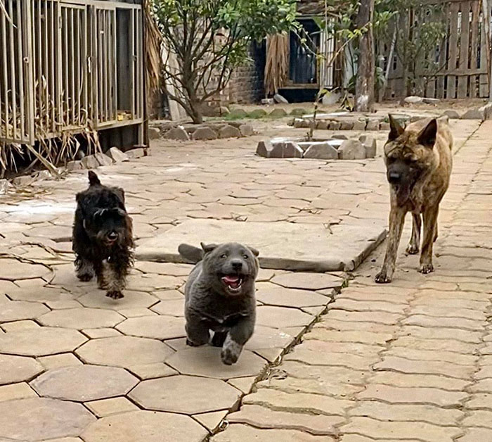 Here Is a Dog That Looks Like a Cat and a Cat That Looks Like a Dog