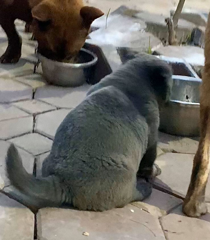 Here Is a Dog That Looks Like a Cat and a Cat That Looks Like a Dog