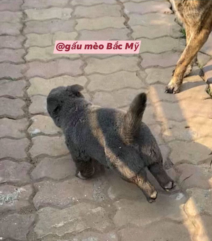 Here Is a Dog That Looks Like a Cat and a Cat That Looks Like a Dog