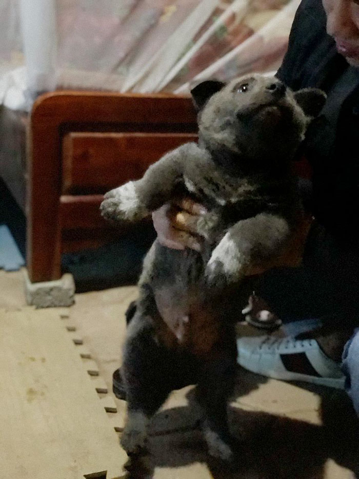 Here Is a Dog That Looks Like a Cat and a Cat That Looks Like a Dog