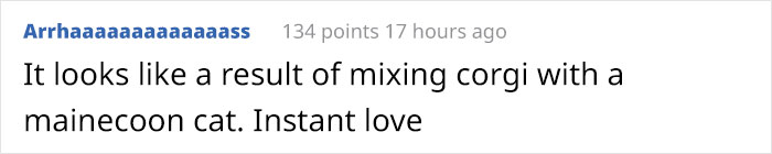 Here Is a Dog That Looks Like a Cat and a Cat That Looks Like a Dog