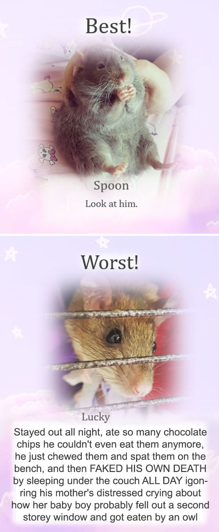 This Rat Sanctuary Shames The Naughtiest Rats Of The Month And Their Crimes Are Hilarious This Rat Sanctuary Shames The Naughtiest Rats Of The Month And Their Crimes Are Hilarious