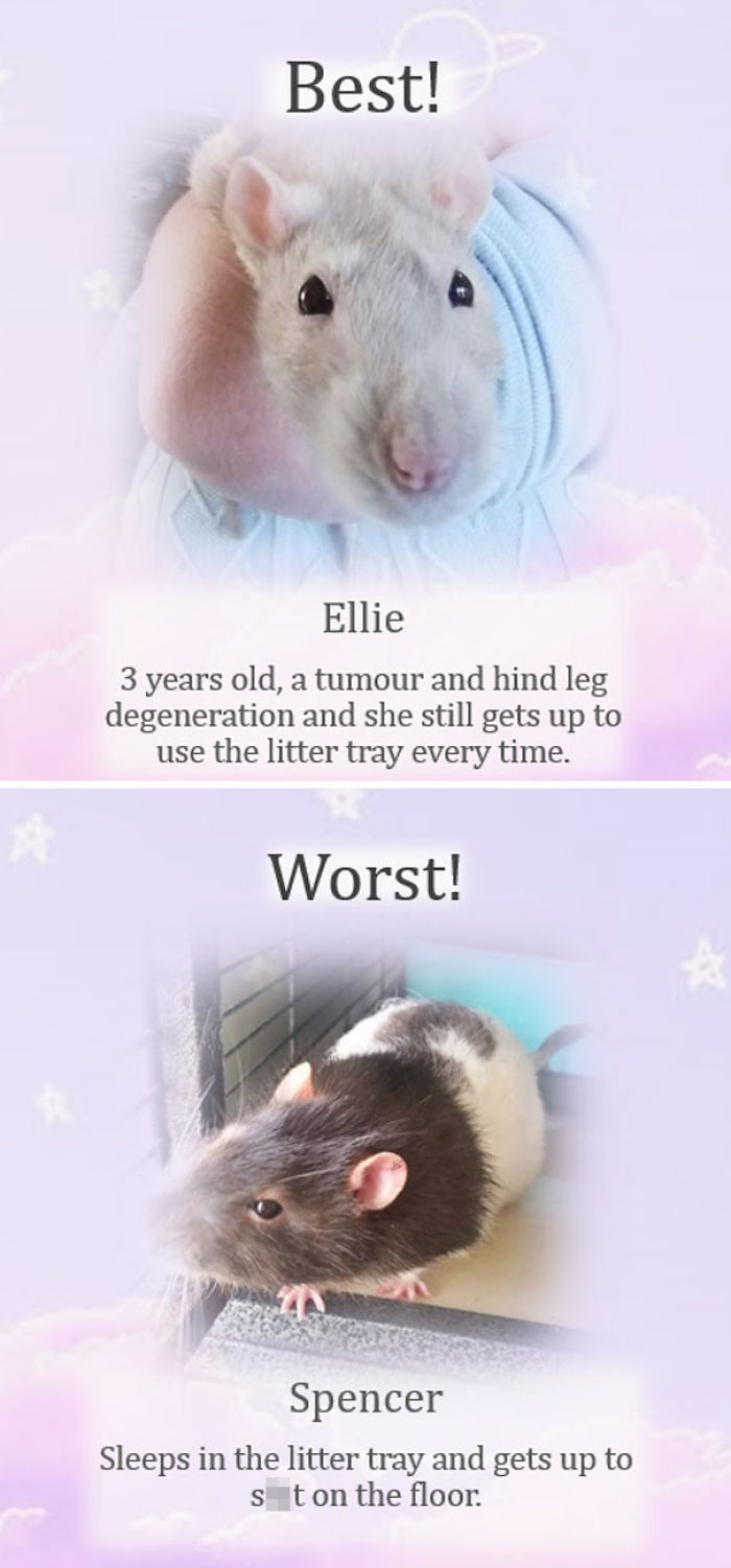 This Rat Sanctuary Shames The Naughtiest Rats Of The Month And Their Crimes Are Hilarious This Rat Sanctuary Shames The Naughtiest Rats Of The Month And Their Crimes Are Hilarious