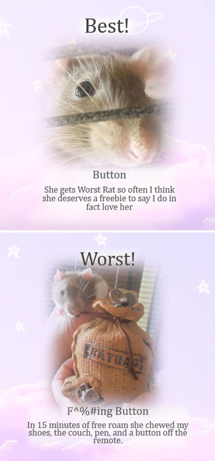 This Rat Sanctuary Shames The Naughtiest Rats Of The Month And Their Crimes Are Hilarious This Rat Sanctuary Shames The Naughtiest Rats Of The Month And Their Crimes Are Hilarious