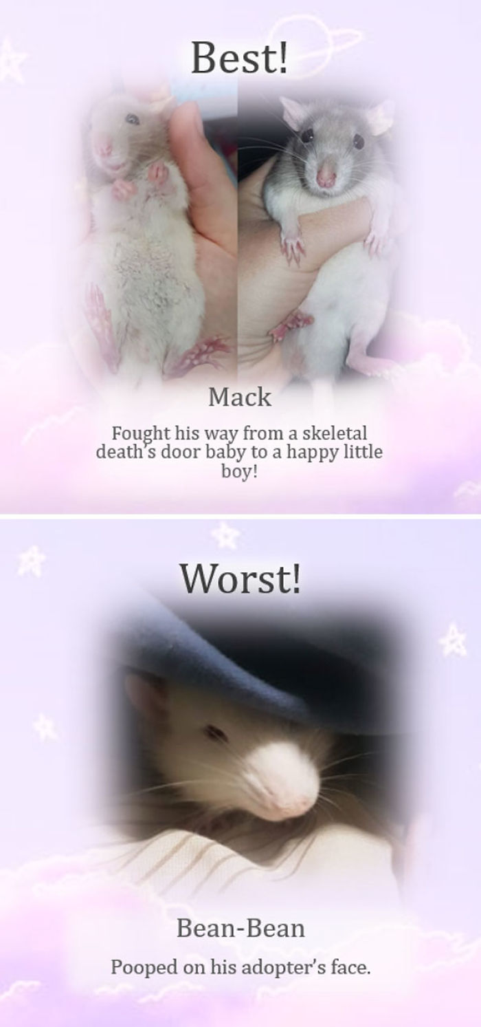 This Rat Sanctuary Shames The Naughtiest Rats Of The Month And Their Crimes Are Hilarious This Rat Sanctuary Shames The Naughtiest Rats Of The Month And Their Crimes Are Hilarious