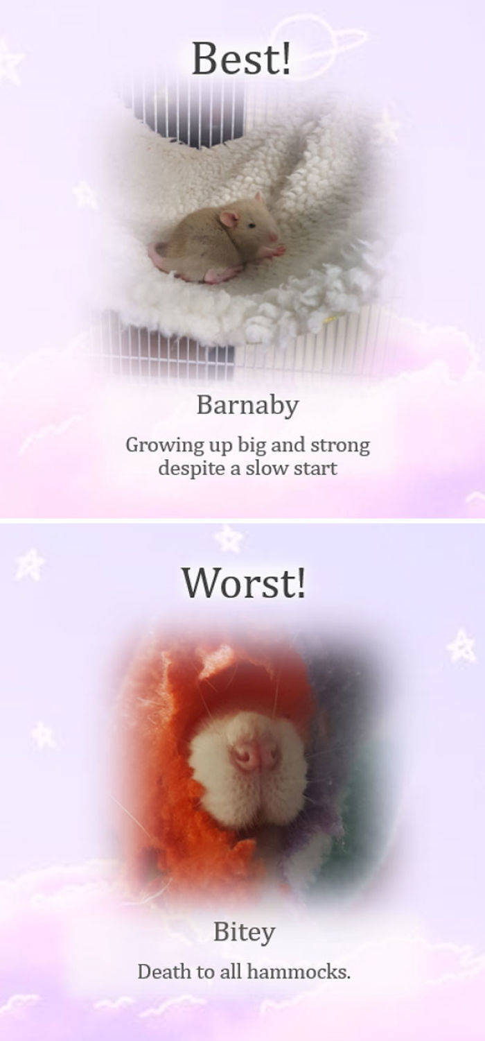 This Rat Sanctuary Shames The Naughtiest Rats Of The Month And Their Crimes Are Hilarious This Rat Sanctuary Shames The Naughtiest Rats Of The Month And Their Crimes Are Hilarious