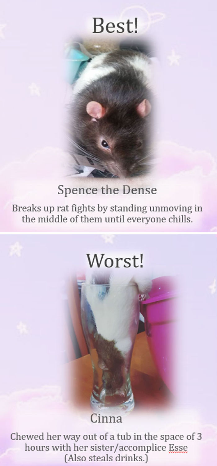 This Rat Sanctuary Shames The Naughtiest Rats Of The Month And Their Crimes Are Hilarious This Rat Sanctuary Shames The Naughtiest Rats Of The Month And Their Crimes Are Hilarious