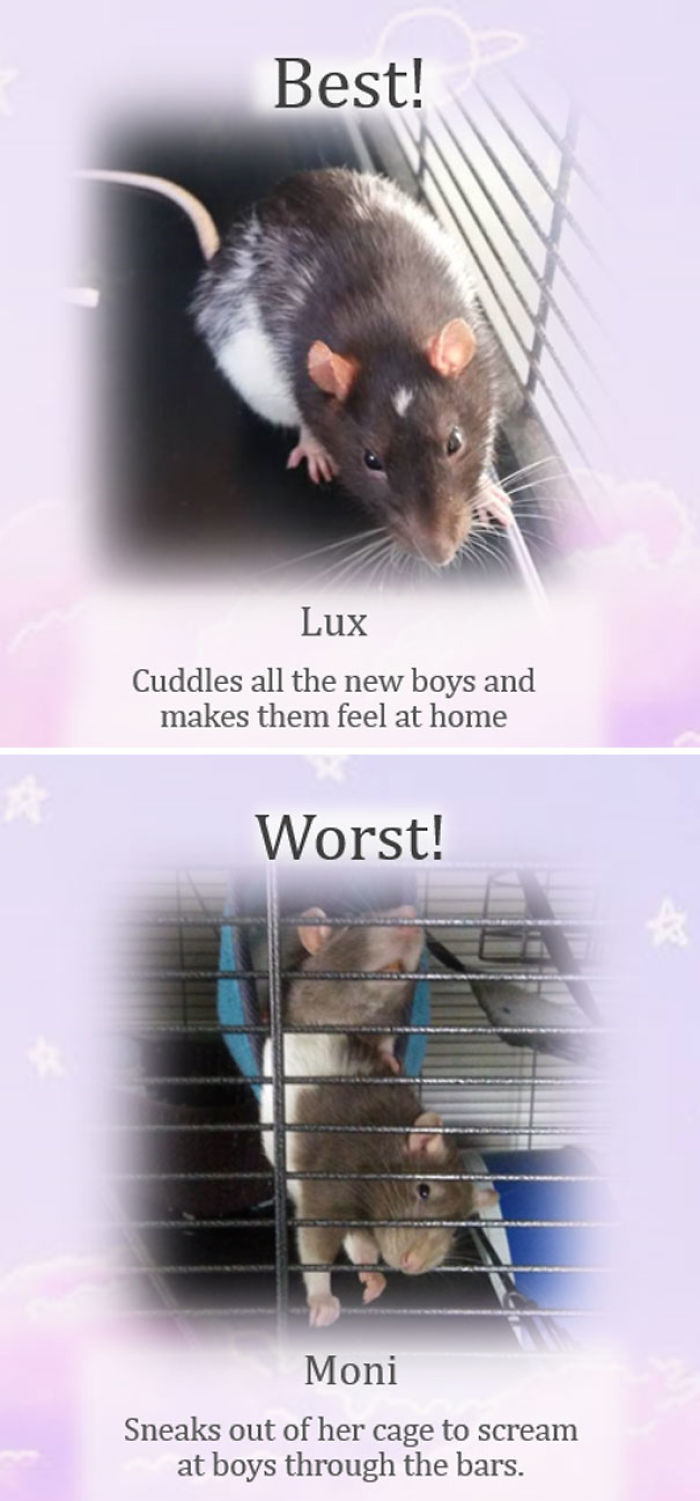 This Rat Sanctuary Shames The Naughtiest Rats Of The Month And Their Crimes Are Hilarious This Rat Sanctuary Shames The Naughtiest Rats Of The Month And Their Crimes Are Hilarious