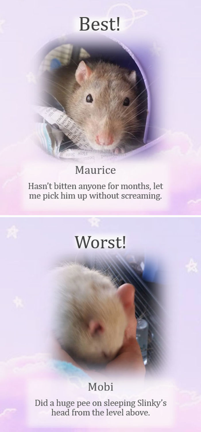This Rat Sanctuary Shames The Naughtiest Rats Of The Month And Their Crimes Are Hilarious This Rat Sanctuary Shames The Naughtiest Rats Of The Month And Their Crimes Are Hilarious