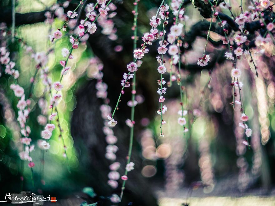 Early Spring In Japan Early Spring In Japan