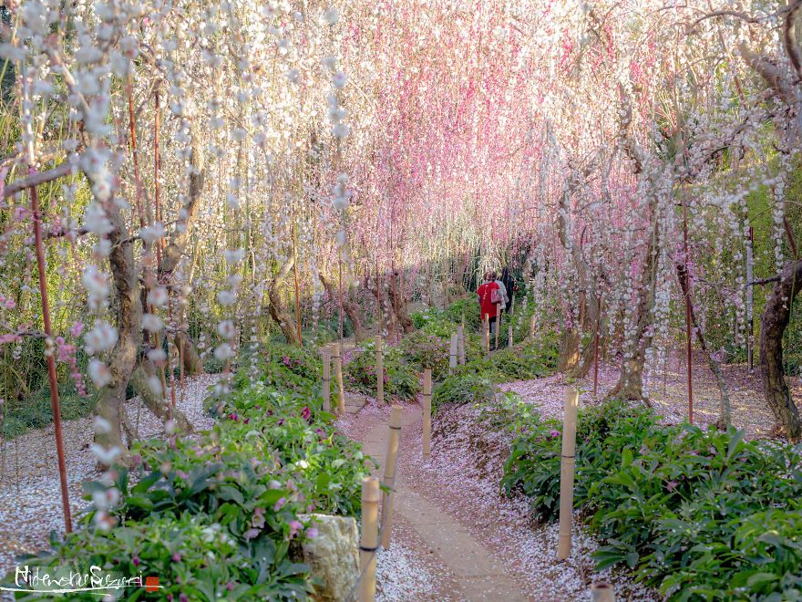 Early Spring In Japan Early Spring In Japan