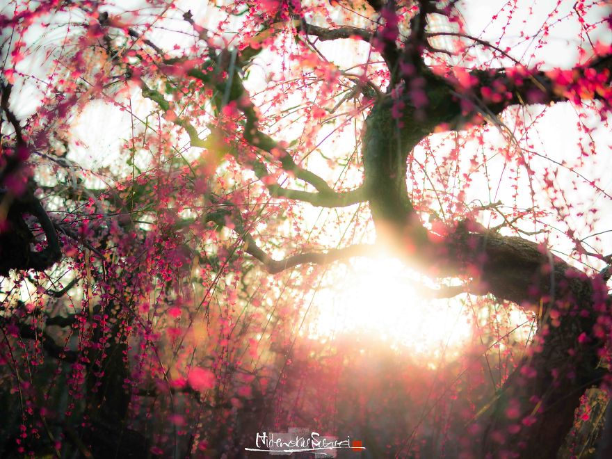 Early Spring In Japan Early Spring In Japan