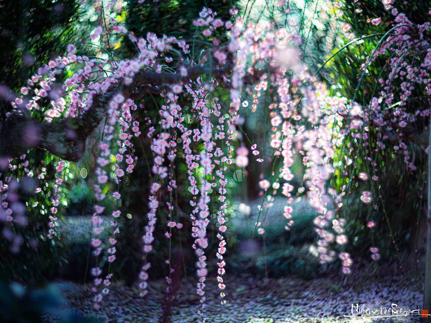 Early Spring In Japan Early Spring In Japan