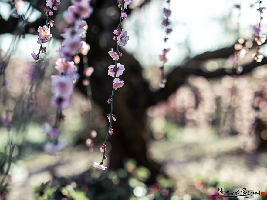 Early Spring In Japan Early Spring In Japan