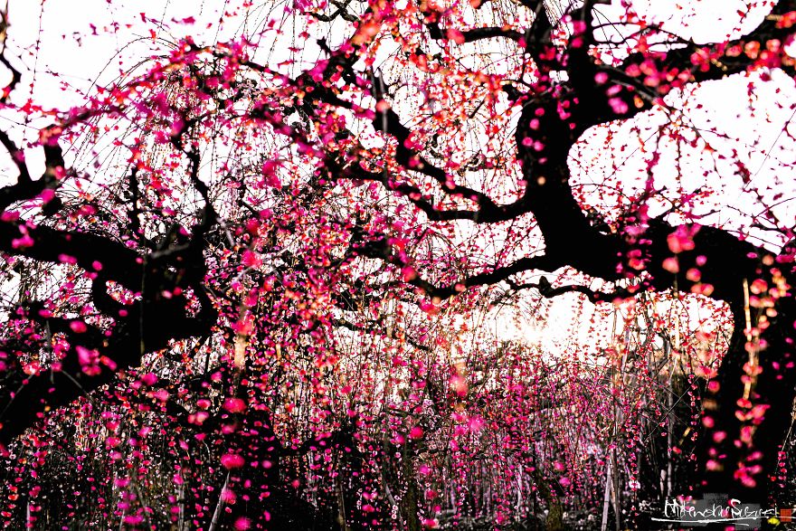 Early Spring In Japan Early Spring In Japan