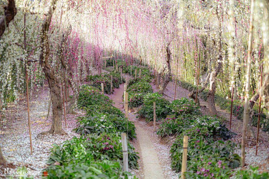 Early Spring In Japan Early Spring In Japan