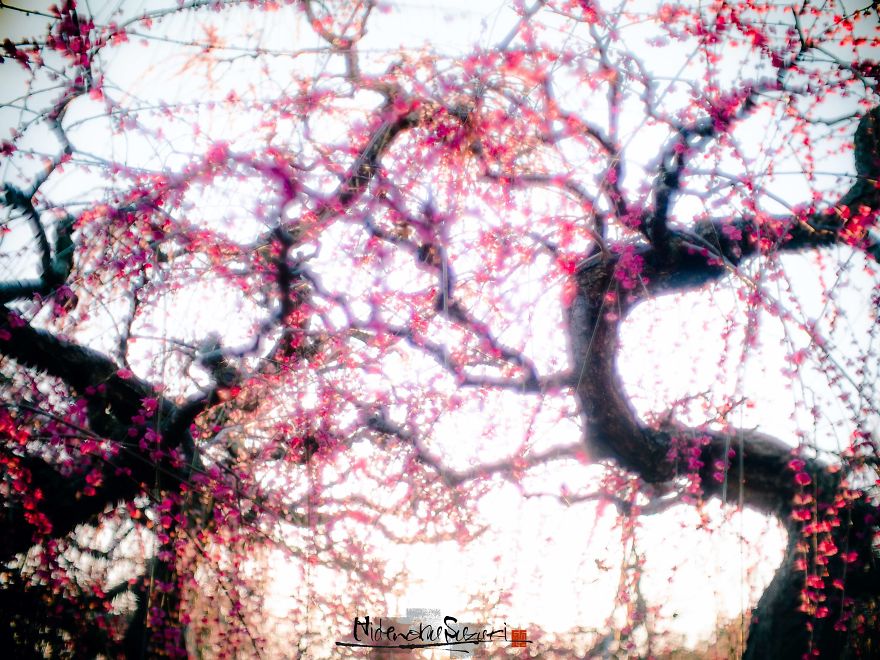 Early Spring In Japan Early Spring In Japan