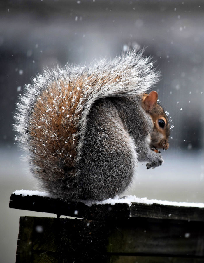 I Photograph A Squirrel For Every Time Of The Year