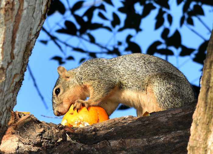 I Photograph A Squirrel For Every Time Of The Year