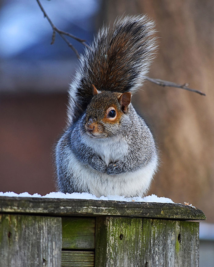 I Photograph A Squirrel For Every Time Of The Year