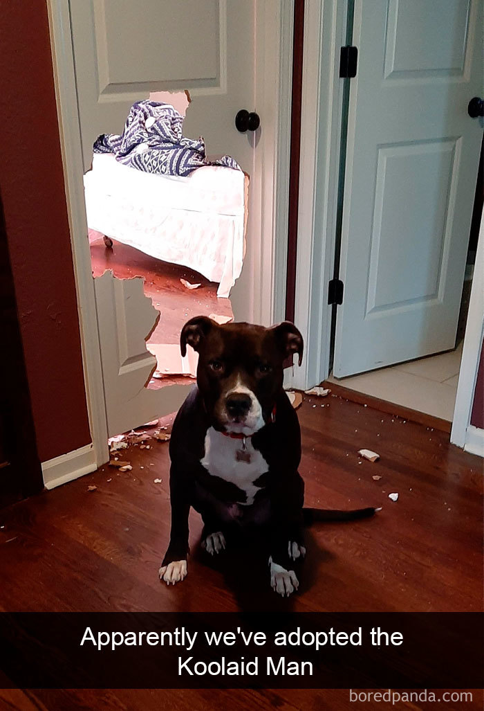 40 Funny And Cute Dog Snapchats That Will Hopefully Make Your Day 40 Funny And Cute Dog Snapchats That Will Hopefully Make Your Day